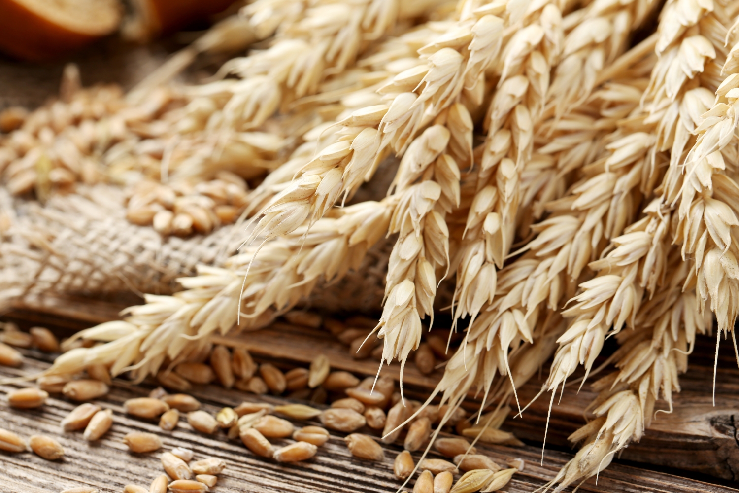 Wheat on brown background